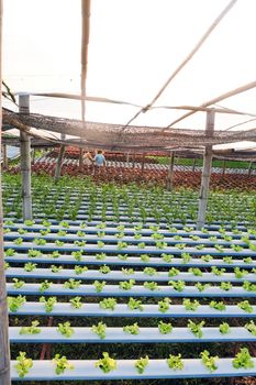 image of Hydroponics vegetable farm