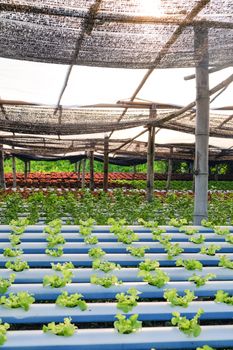 image of Hydroponics vegetable farm