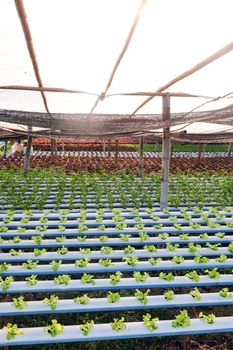 image of Hydroponics vegetable farm