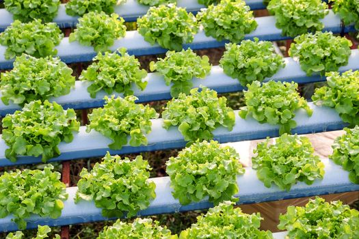 image of Hydroponics vegetable farm