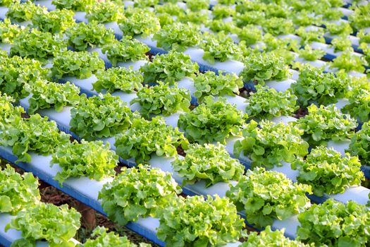 image of Hydroponics vegetable farm