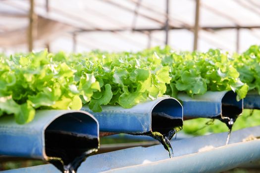 image of Hydroponics vegetable farm
