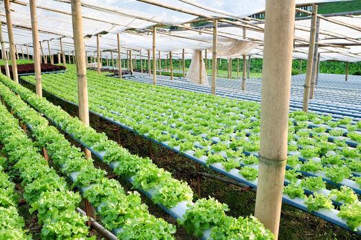 image of Hydroponics vegetable farm