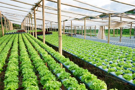 image of Hydroponics vegetable farm