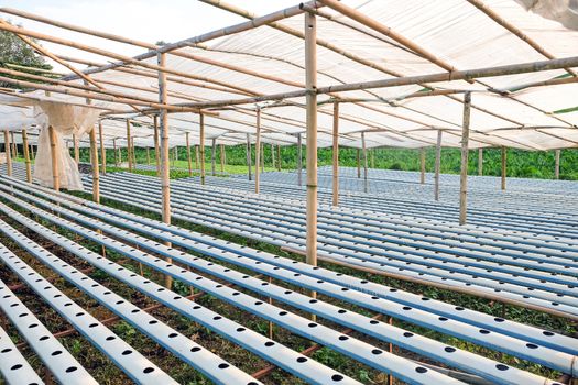 image of Hydroponics vegetable farm