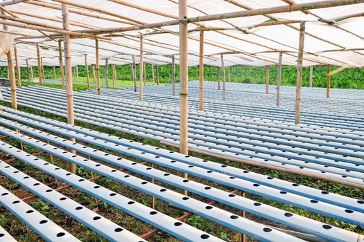 image of Hydroponics vegetable farm