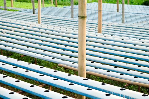image of Hydroponics vegetable farm