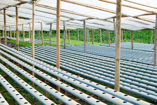 image of Hydroponics vegetable farm