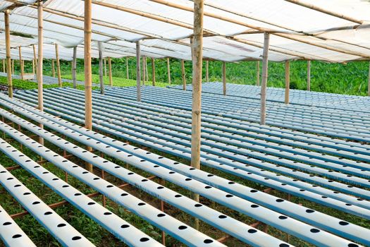 image of Hydroponics vegetable farm