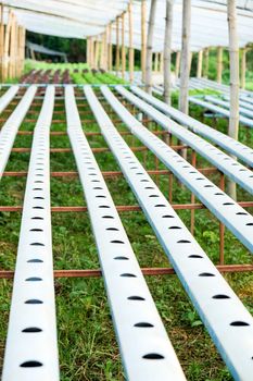 image of Hydroponics vegetable farm