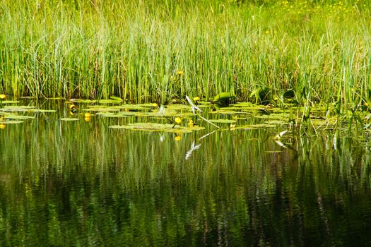 Forest lake with blooming flowers on a background of reeds.