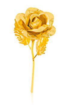 Golden rose isolated on wite background, Save clipping path.