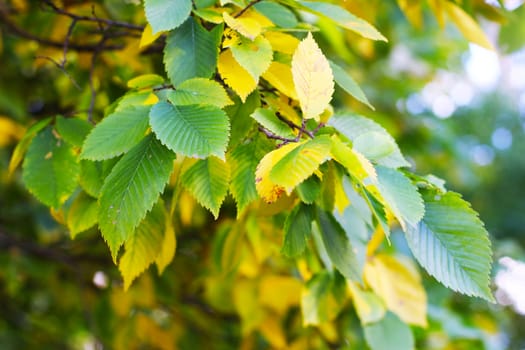 Tree branches with beautiful leaves of different colors.