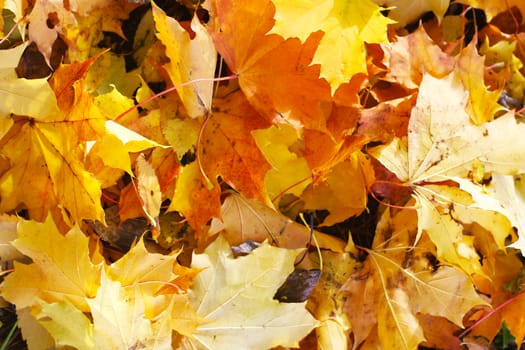 
Texture of autumn leaves of different colors and shapes.