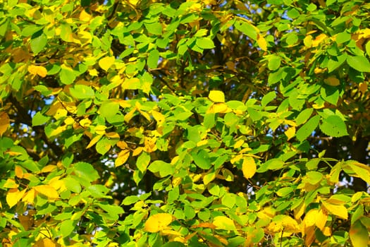 Texture of leaves of different colors close-up.