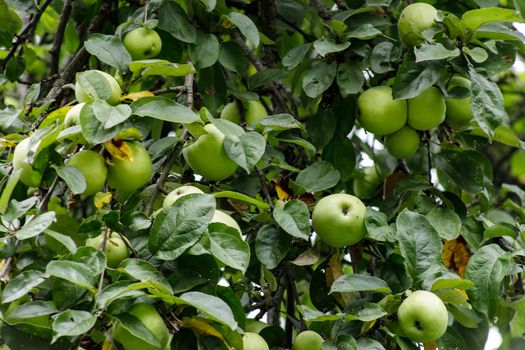 Organic apples hanging from a tree branch, apple fruit close up, large ripe apples clusters hanging heap on a tree branch in an intense apple orchard