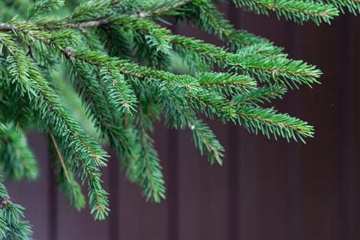 Background of green branches of the Christmas tree.