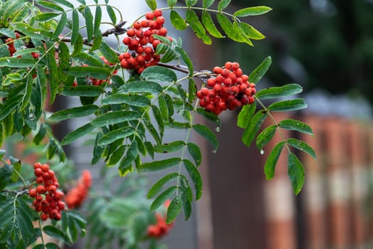 Autumn season. Fall harvest concept. Autumn rowan berries on branch. Amazing benefits of rowan berries. Rowan berries sour but rich vitamin C. Red berries and leaves on branch close up.