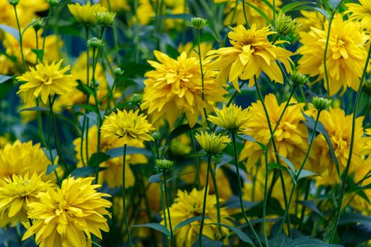 Yellow flowers in late summer. Golden ball or Rudbeckia laciniata blooms in August and September