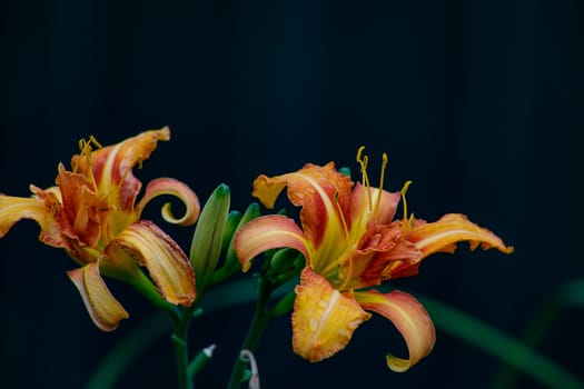 A beautiful Daylily blooms brightly on a a warm summer day.