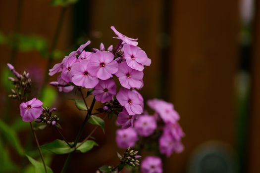 Blooming pink phlox paniculata flowers. Bunches of pink phlox on a bed in the summer garden. Soft blurred selective focus.