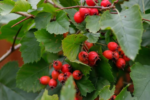 The red fruit of Crataegus monogyna, known as the hawthorn or single-seed hawthorn or May flower, major, blackthorn, white horn, motherboard