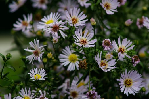 Beautiful perennial plant for rock garden. Aster flowers. Alpine Aster. Decorative garden flowers in the garden. Beautiful garden. Violet flowers, purple flowers.