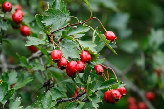 The red fruit of Crataegus monogyna, known as the hawthorn or single-seed hawthorn or May flower, major, blackthorn, white horn, motherboard