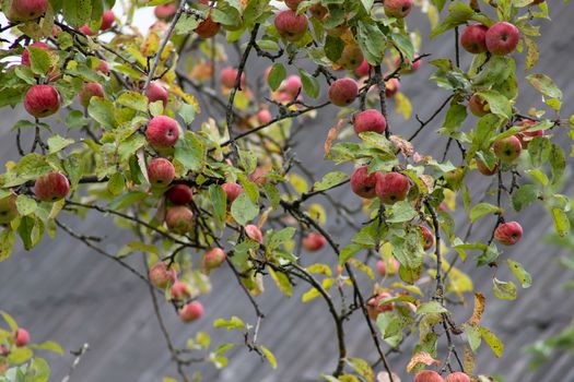 Organic apples hanging from a tree branch, apple fruit close up, large ripe apples clusters hanging heap on a tree branch in an intense apple orchard