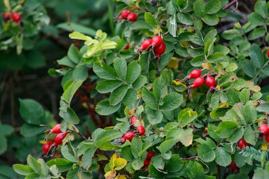 Red rose hips on a background of green leaves. Autumn berries. Useful medicinal plants. Vitamin C