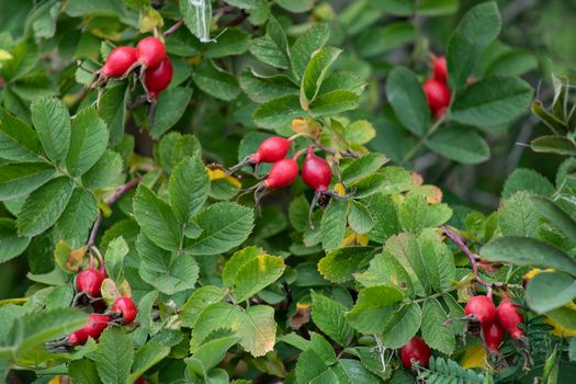 Red rose hips on a background of green leaves. Autumn berries. Useful medicinal plants. Vitamin C