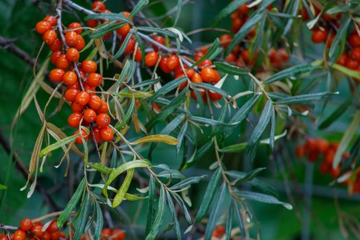 Hippophae rhamnoides is known as the common sea buckthorn Bush. Bright orange healing berries on a natural background. The concept of the fall harvest.