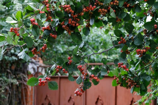 The red fruit of Crataegus monogyna, known as the hawthorn or single-seed hawthorn or May flower, major, blackthorn, white horn, motherboard