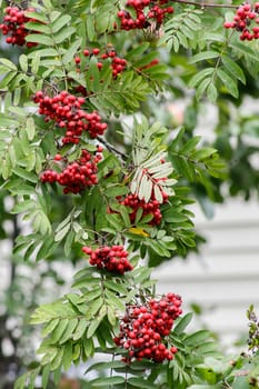 Autumn season. Fall harvest concept. Autumn rowan berries on branch. Amazing benefits of rowan berries. Rowan berries sour but rich vitamin C. Red berries and leaves on branch close up.