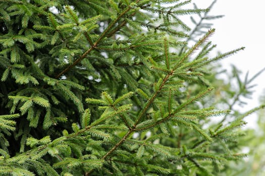 Background of green branches of the Christmas tree.