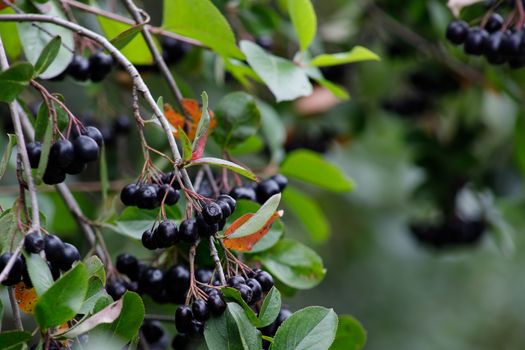 Aronia berries or Aronia melanocarpa on a bush. Shrub with bunches of ripe aronia in the garden. Autumn harvest.