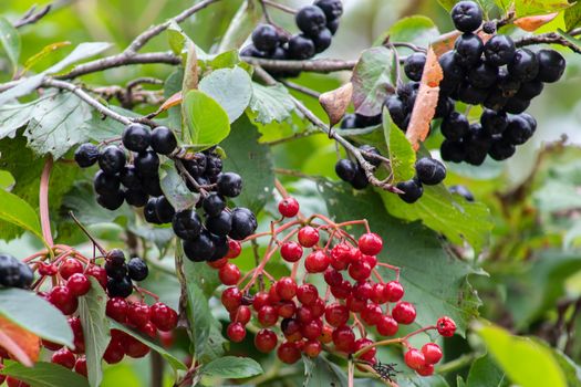 Aronia berries or Aronia melanocarpa on a bush. Shrub with bunches of ripe aronia in the garden. Autumn harvest.