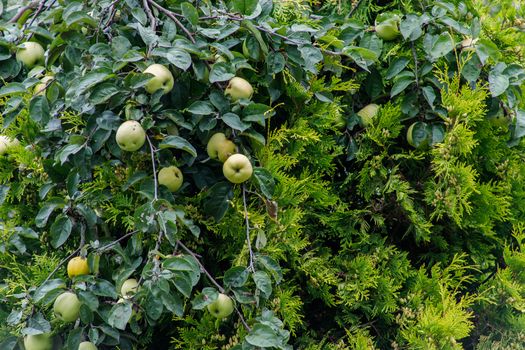 Organic apples hanging from a tree branch, apple fruit close up, large ripe apples clusters hanging heap on a tree branch in an intense apple orchard