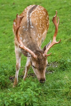 Deer Grazing on the Slope of a Hill