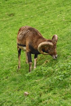 Ram Grazing on the Slope of a Hill