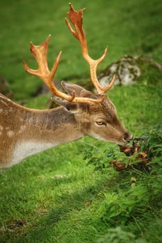 Deer Grazing on the Slope of a Hill