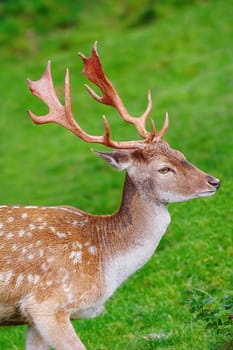 Portrait of a Deer against of the Grass Background