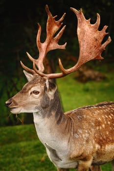 Close-up Portrait of Deer with Big Horns
