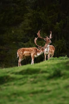 Deer Grazing near the Forest on the Slope of a Hill