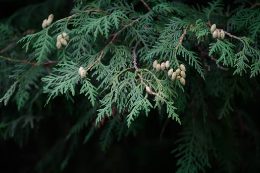 Background of green branches of the Christmas tree.