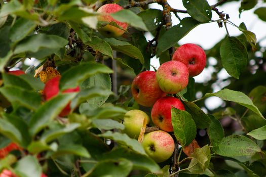 Organic apples hanging from a tree branch, apple fruit close up, large ripe apples clusters hanging heap on a tree branch in an intense apple orchard