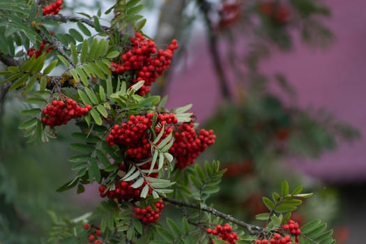 Autumn season. Fall harvest concept. Autumn rowan berries on branch. Amazing benefits of rowan berries. Rowan berries sour but rich vitamin C. Red berries and leaves on branch close up.