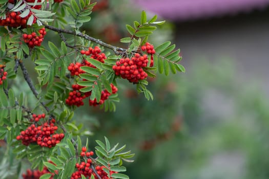 Autumn season. Fall harvest concept. Autumn rowan berries on branch. Amazing benefits of rowan berries. Rowan berries sour but rich vitamin C. Red berries and leaves on branch close up.