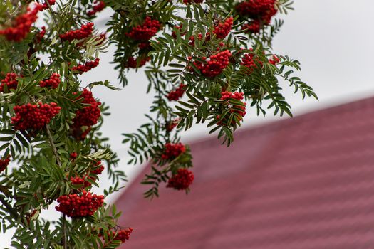 Autumn season. Fall harvest concept. Autumn rowan berries on branch. Amazing benefits of rowan berries. Rowan berries sour but rich vitamin C. Red berries and leaves on branch close up.