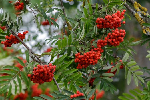 Autumn season. Fall harvest concept. Autumn rowan berries on branch. Amazing benefits of rowan berries. Rowan berries sour but rich vitamin C. Red berries and leaves on branch close up.